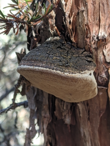 iNaturalist observation photo of Manzanita Hoof Polypore