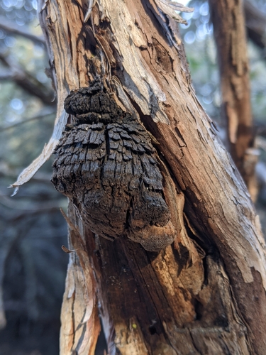 iNaturalist observation photo of Phellinus