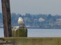 Larus glaucescens × occidentalis