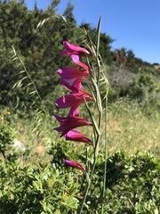 Gladiolus illyricus