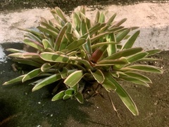 Neoregelia