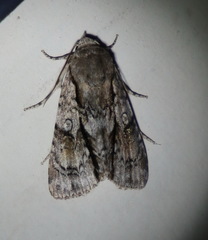 Turnerinycta phaeocosma