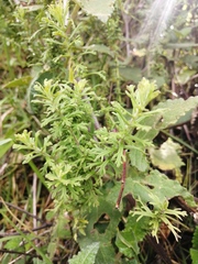 Teucrium cubense