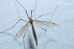 Tipula paterifera