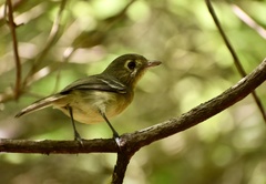 Vireo gundlachii