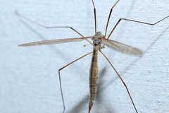 Tipula paterifera