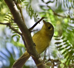 Vireo gundlachii