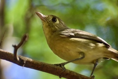 Vireo gundlachii