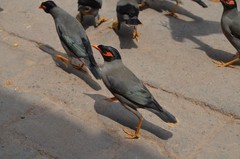Acridotheres ginginianus