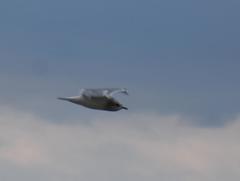 Larus brachyrhynchus