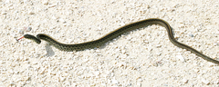 Thamnophis sirtalis sirtalis image