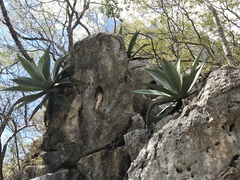 Agave wercklei