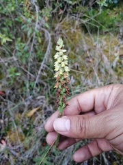 Gomphichis