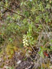 Gomphichis