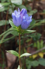 Gentiana catesbaei