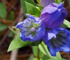 Gentiana catesbaei
