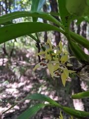 Coelogyne lentiginosa