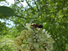 Oncopeltus spectabilis