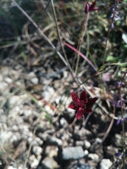 Calochortus fuscus