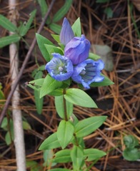 Gentiana catesbaei