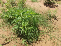 Sesamum indicum