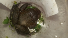 Limnonectes dammermani