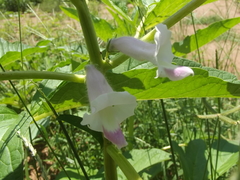 Sesamum indicum