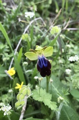 Ophrys fusca iricolor