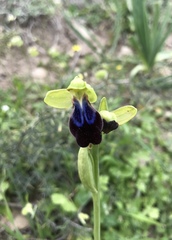 Ophrys fusca iricolor