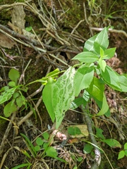 Ophiomyia parda