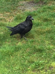 Corvus corax