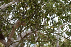 Phoradendron brachystachyum