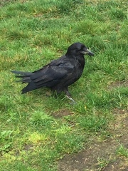 Corvus corax