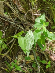 Ophiomyia parda