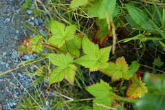 Rubus arcticus