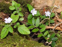 Strobilanthes tetrasperma