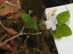 Strobilanthes tetrasperma