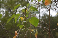 Jatropha vernicosa