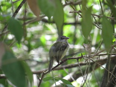 Oncostoma cinereigulare