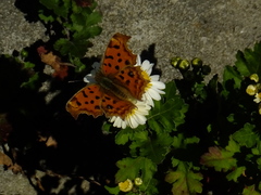 Polygonia c-aureum