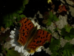 Polygonia c-aureum