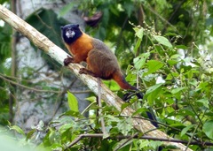 Saguinus tripartitus
