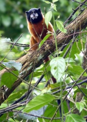 Saguinus tripartitus