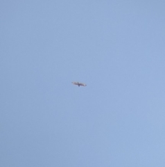 Spilornis cheela