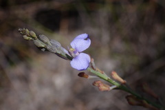 Comesperma defoliatum