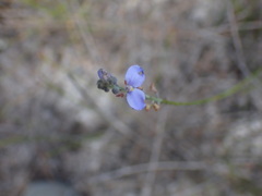 Comesperma defoliatum