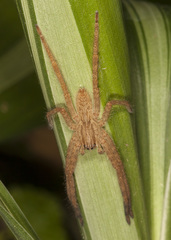 Cupiennius salei