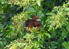 Plecturocebus discolor