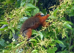 Plecturocebus discolor