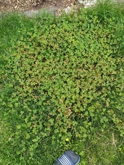 Uromyces trifolii-repentis